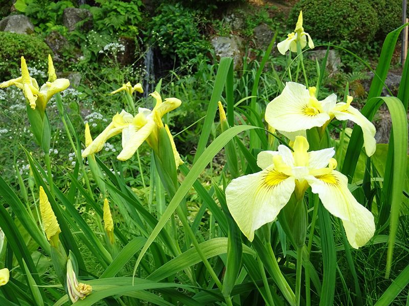 '15あやめ公園開花情報 (6月24日)