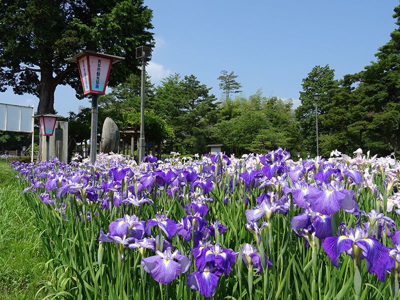 '15あやめ公園開花情報 (6月25日)
