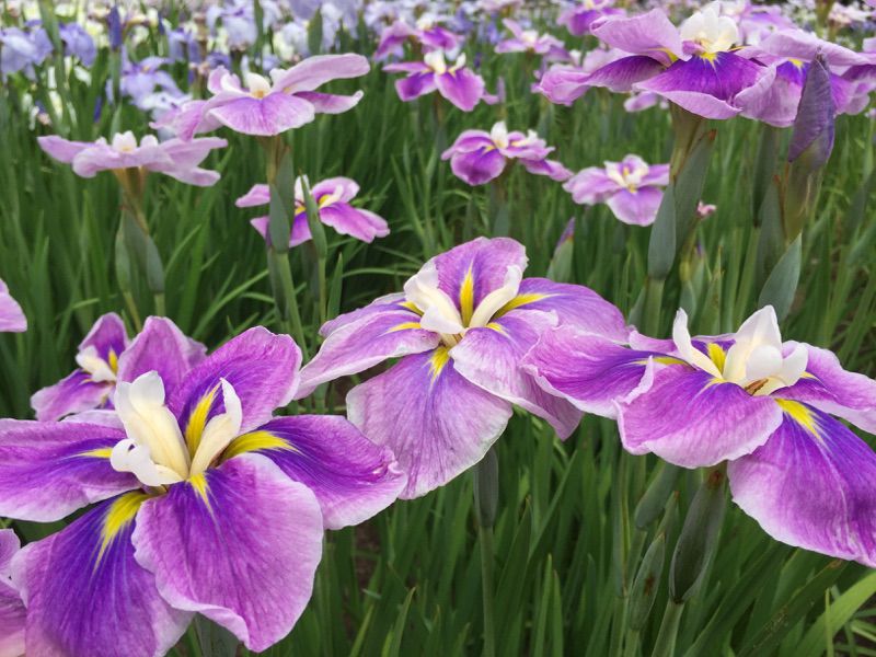 '15あやめ公園開花情報 (6月26日)