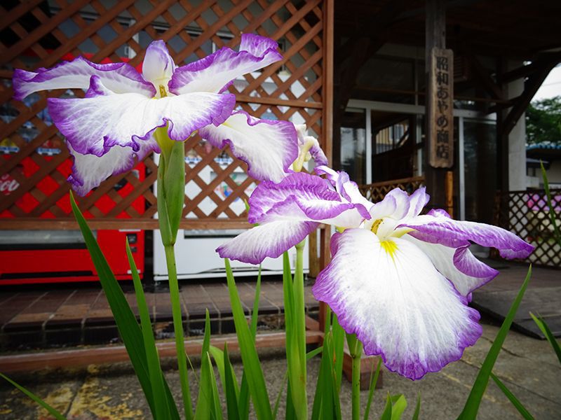 '15あやめ公園開花情報 (6月30日)