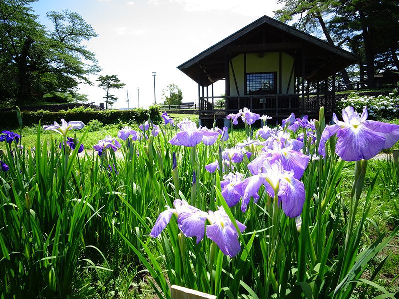 '15あやめ公園開花情報 (7月2日)