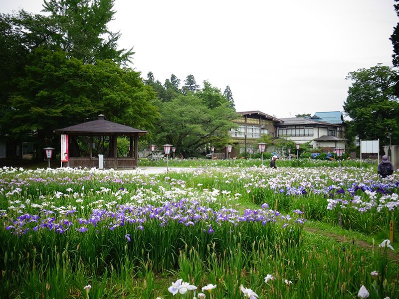 '15あやめ公園開花情報 (7月3日) 最終回　