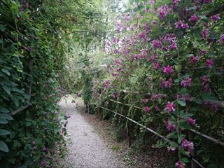 ’15 はぎ公園開花状況（9月11日）
