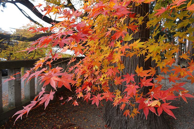 '15紅葉情報～まちなか編②～