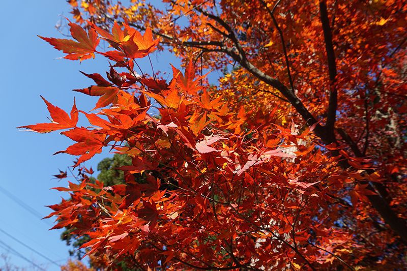 '15紅葉情報～最終～