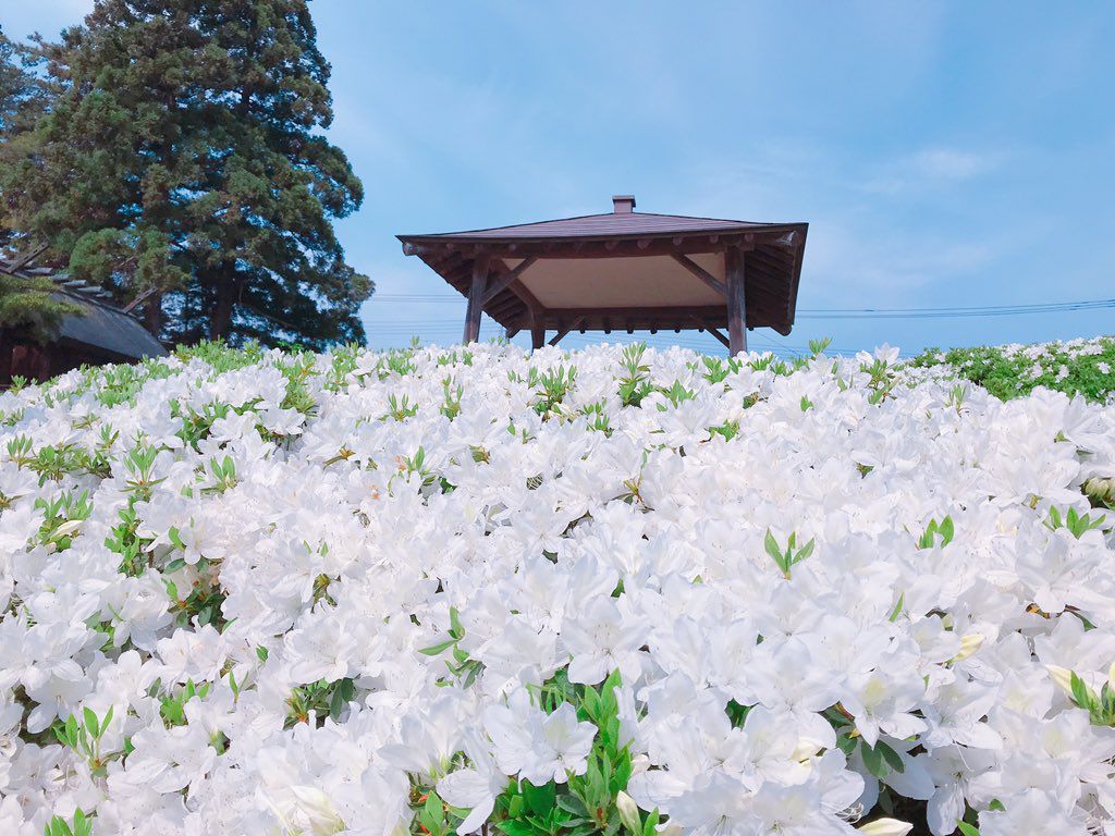 令和６年　「白つつじまつり」について