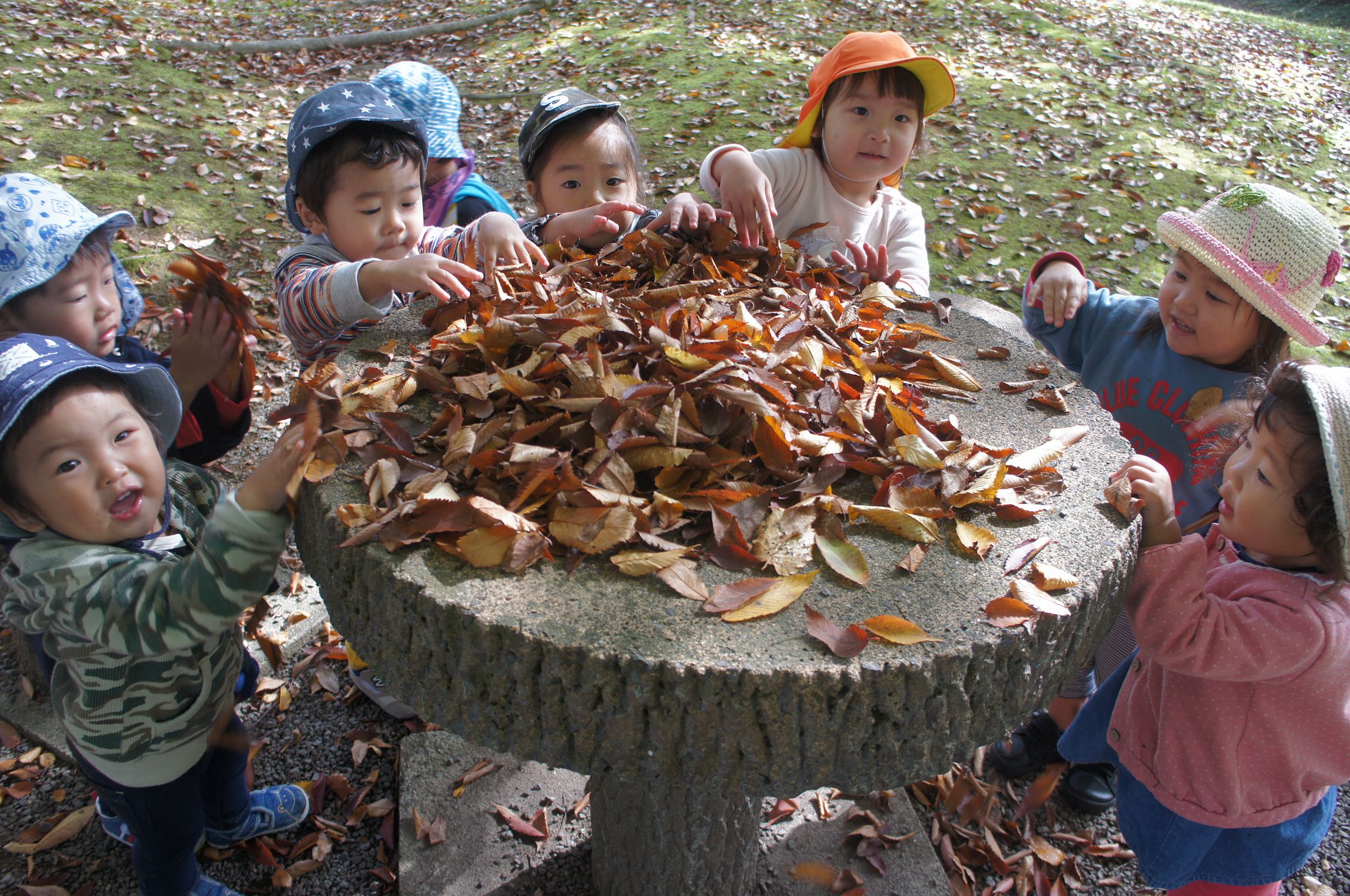 🍁はっぱ🍁い～っぱい集めたよ！