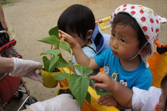 🍅野菜の苗を植えました🥒