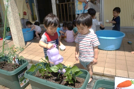 いんげん豆を収穫したよ✋