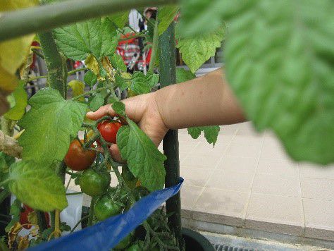 🥒野菜の収穫２🍅