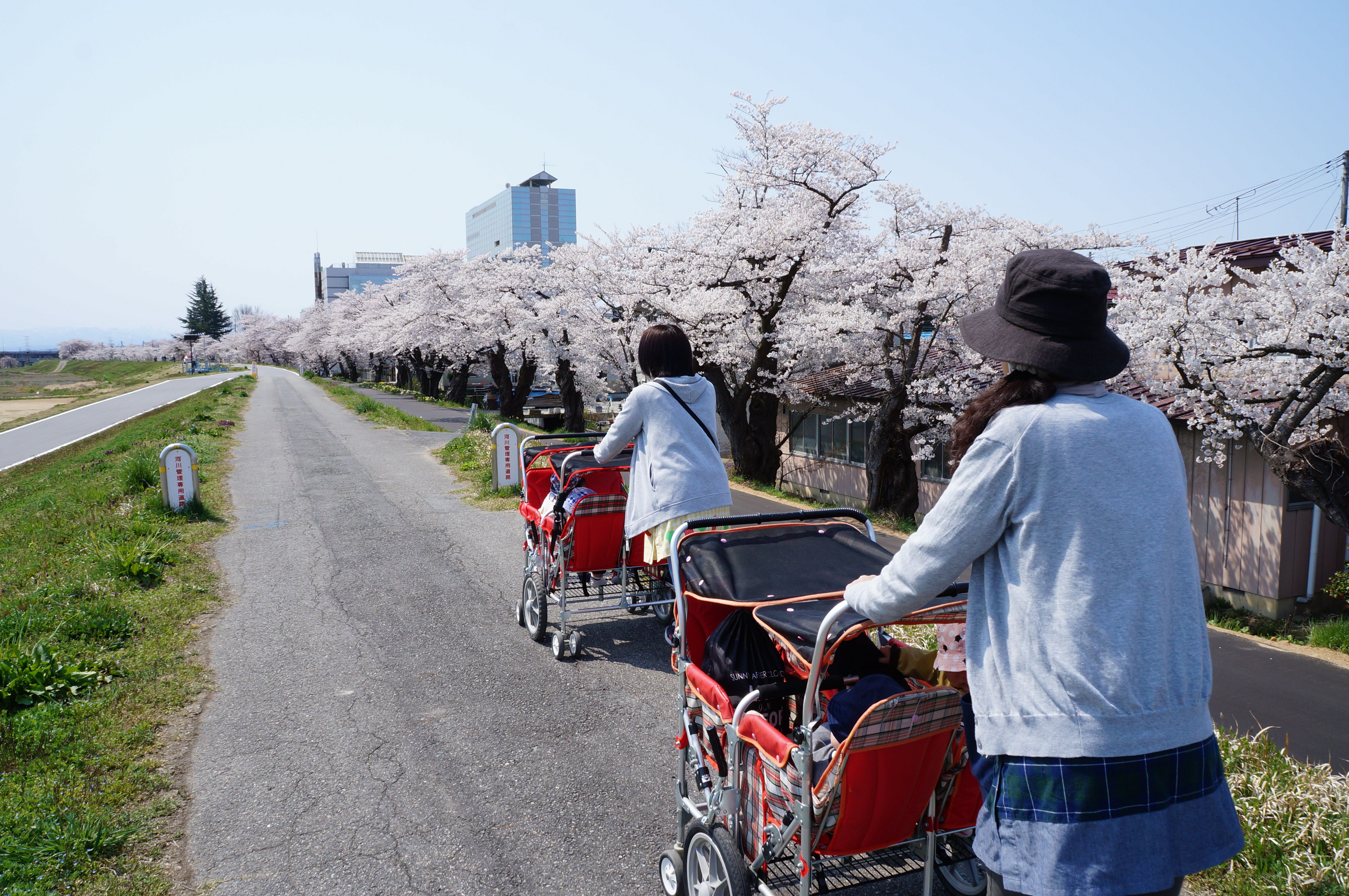 ひよこ組☆お花見