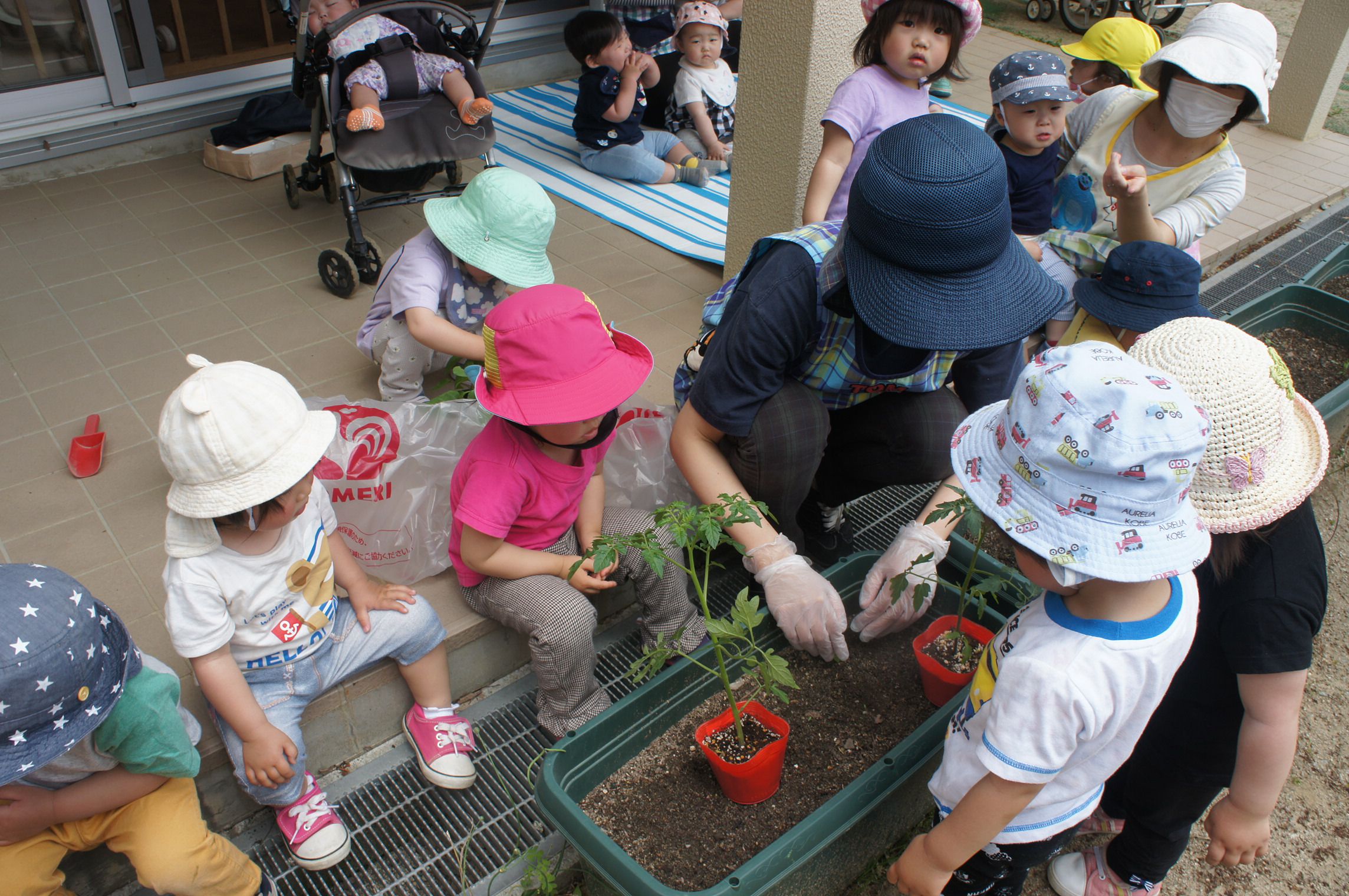 野菜の苗を植えたよ♪