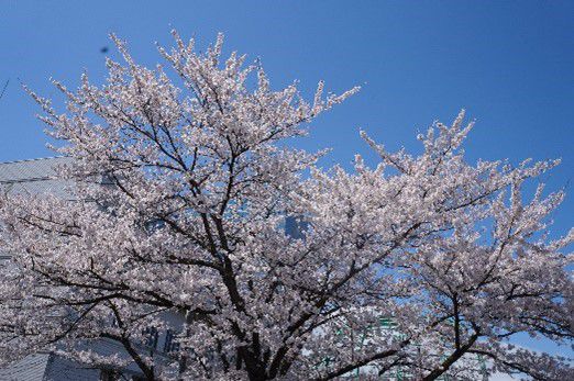 みんなでお散歩🌸