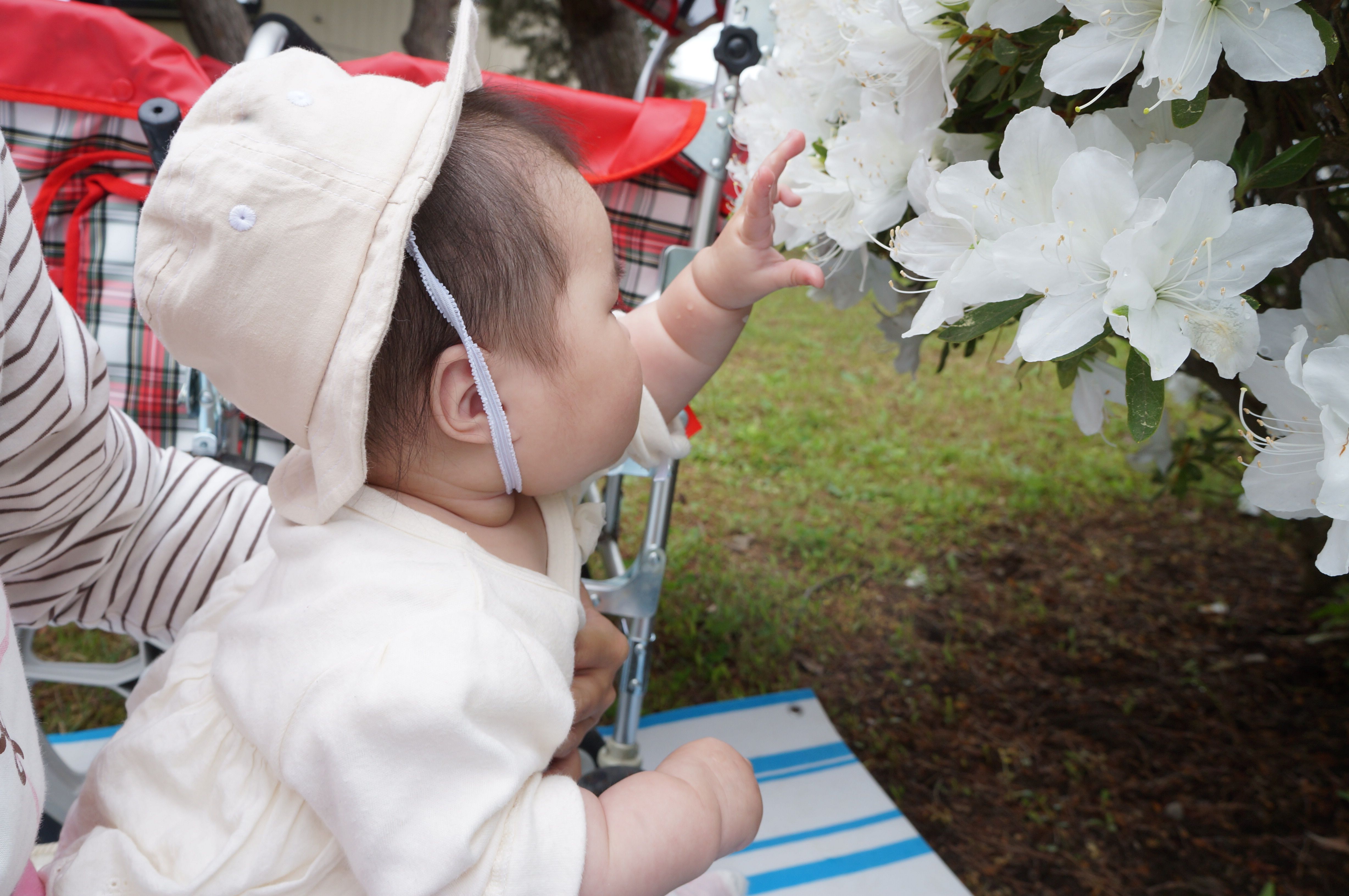 つつじ公園に散歩に行ったよ！
