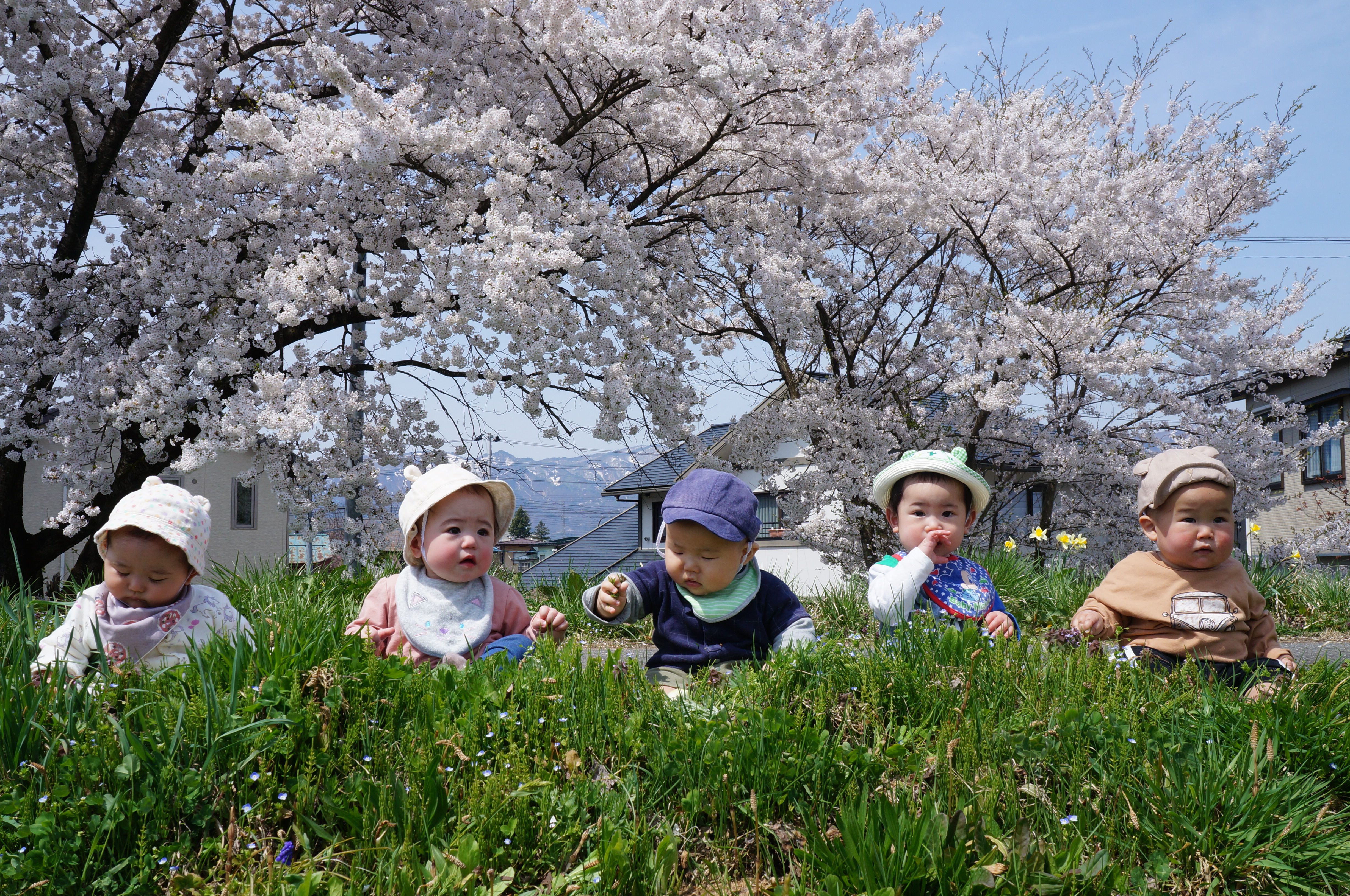 桜とスイセンと…(*^^*)