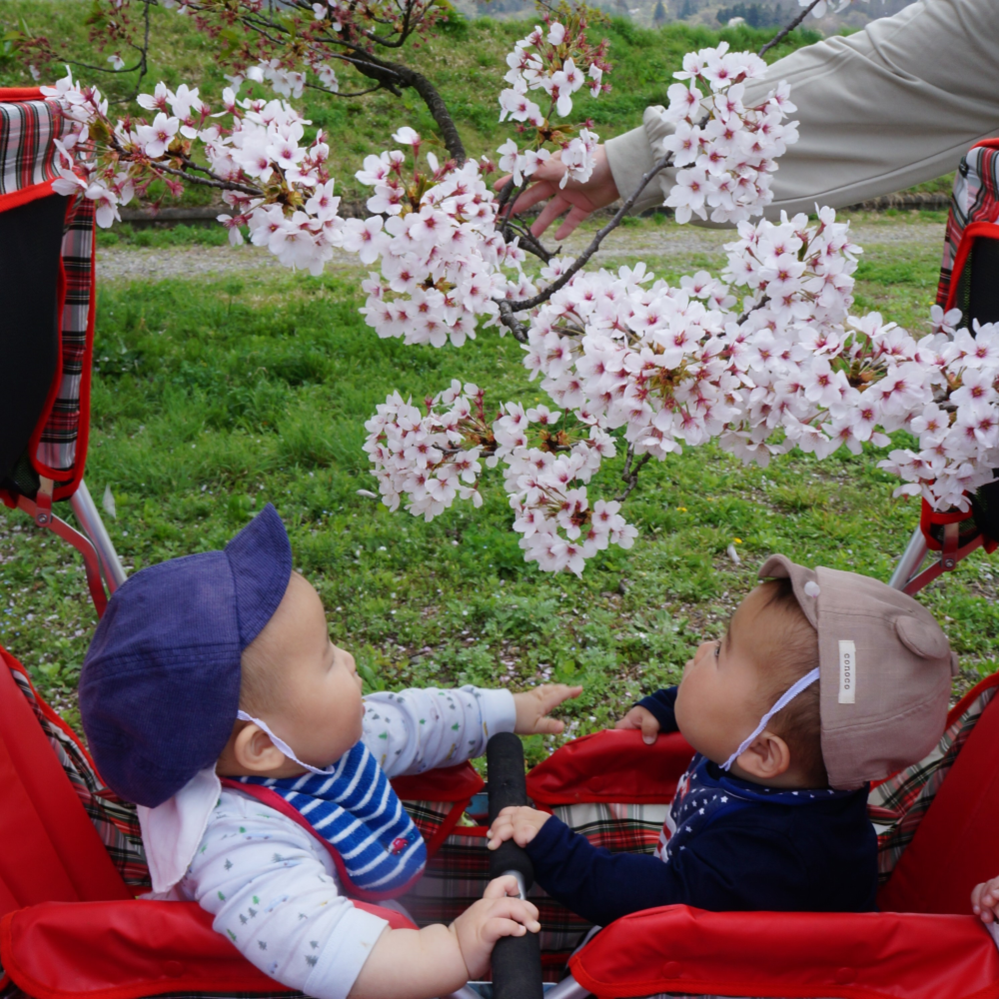 満開だった桜・・・