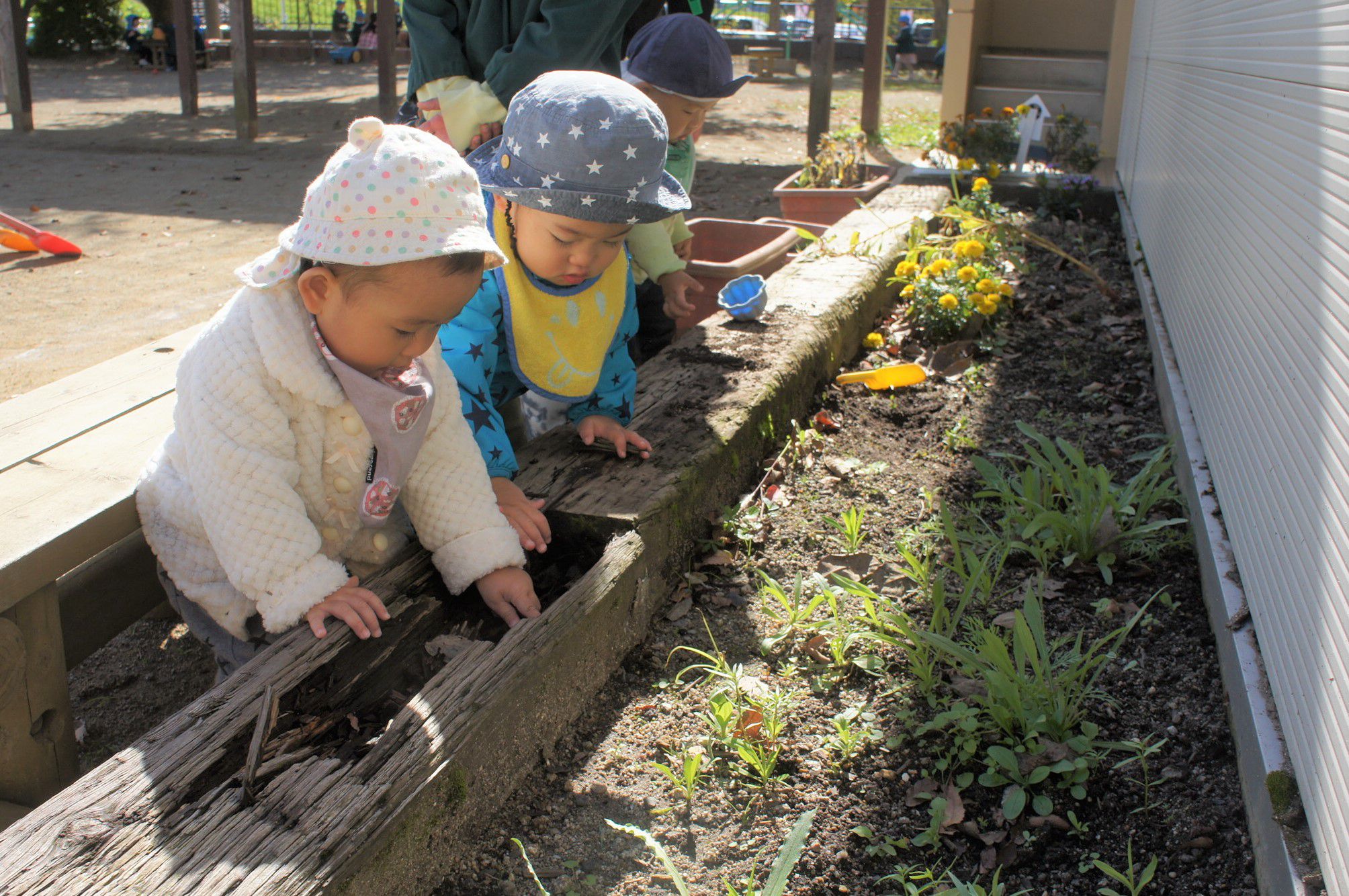 園庭の花壇でみつけたよ♡ (ひよこ組)