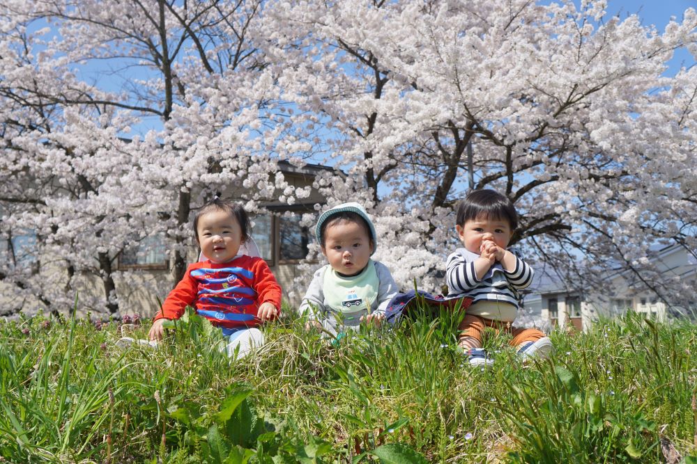満開の桜をみてきたよ🌸