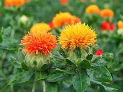 紅花染め体験をしてきました！！（避難者支援・定期交流会）