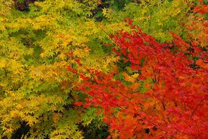 紅葉情報②