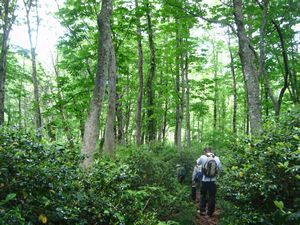 奥山を歩こう！桑住平トレッキングを開催しました