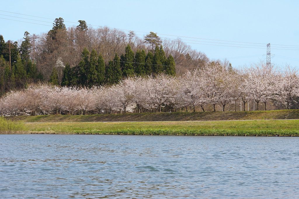 最上川桜遊覧　～レスキュー用ボートから楽しむ桜鑑賞～
