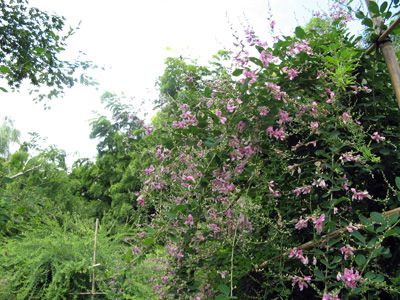 【萩が見ごろを迎えています～はぎ公園】