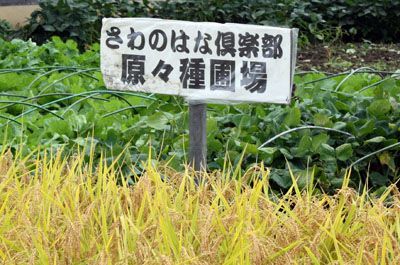 【山形の伝説の米「さわのはな」原々種の刈り取り】