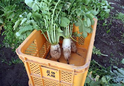 【花作大根のお漬物に新しい仲間が登場！】