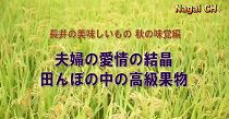 長井の美味しいもの　秋の味覚編（ぶどう） 