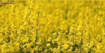 特集「清流に映る春の黄色」～置賜野川沿いの菜の花畑~　