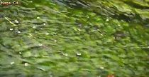 水のあつまるまちあるき(H28.7.29)