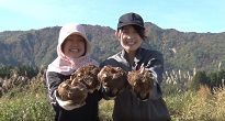 長井産こんにゃくいも試験作付　収穫編（H28.10.25） 