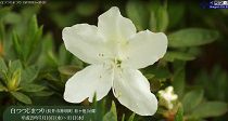 白つつじまつり（H29.5.10～31）