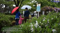 白つつじ祭りオープニングイベント（H29.5.13）  