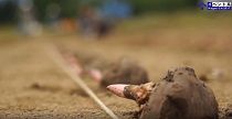 コンニャクイモの植付講習会（H28.6.7) 