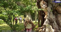 草岡の大明神ザクラ樹勢診断作業（H29.6.14） 