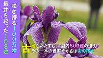 平成30年度　あやめまつりオープニング（H30.6.15） 