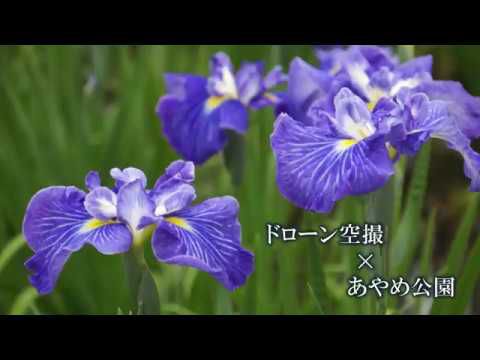 ドローン空撮×あやめ公園（山形県長井市）