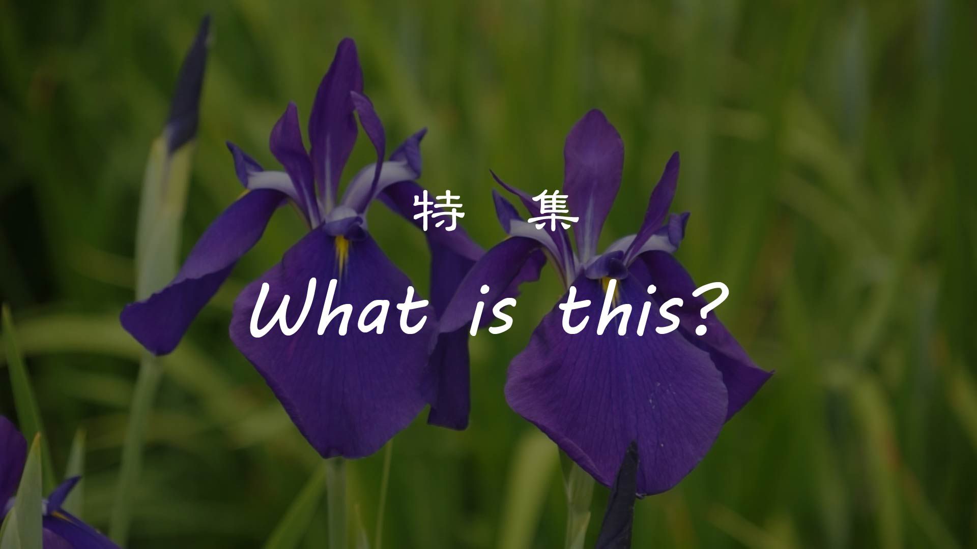 【長井市】 特集 『What is this？』 長井のあやめ 編