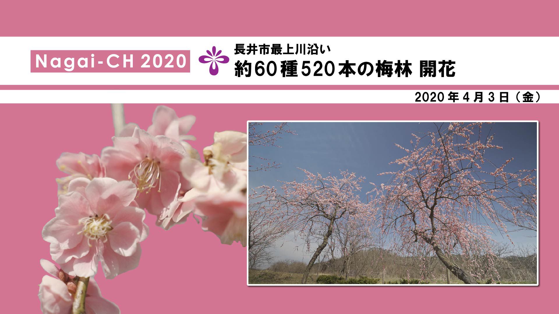 【長井市】長井市最上川沿いの梅林（令和2年4月3日）