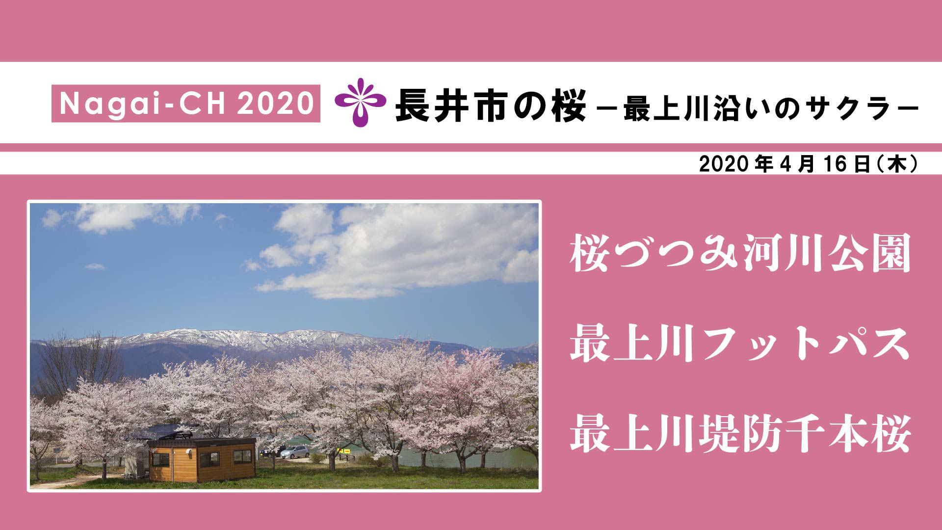 【長井市】長井市の桜～最上川沿いのサクラ～（令和2年4月16日）