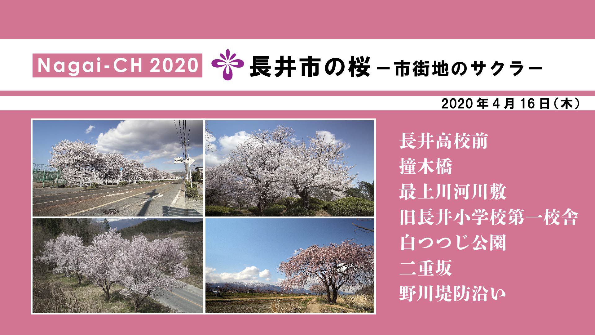 【長井市】長井市の桜～市街地のサクラ～（令和2年4月16日）