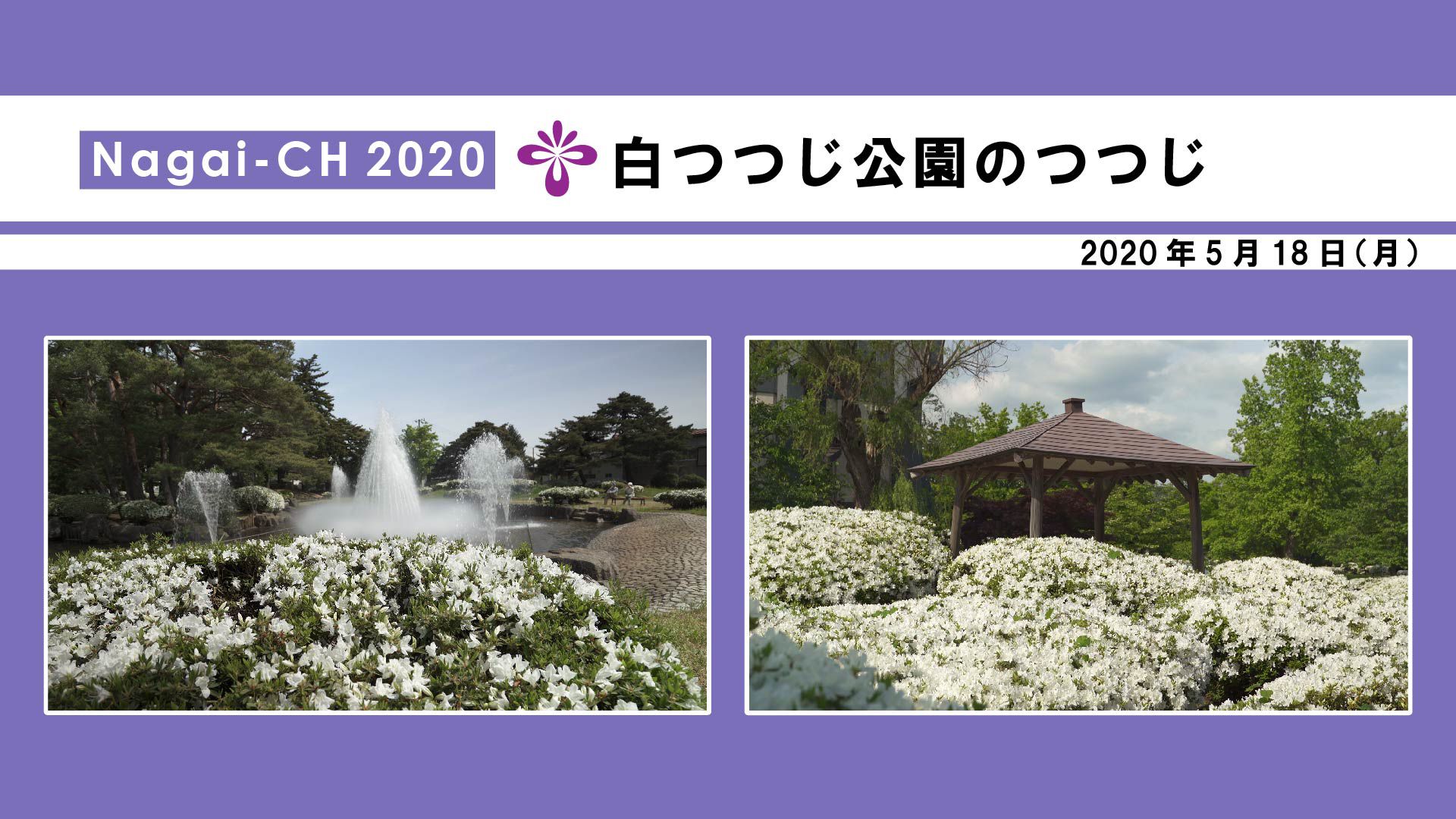 【長井市】白つつじ公園のつつじ（令和2年5月18日）