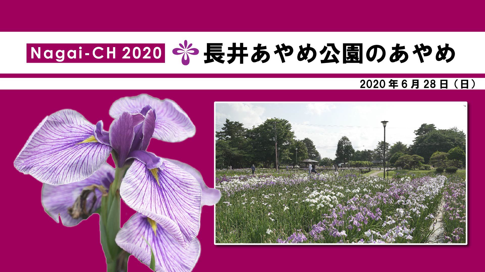 【長井市】あやめ公園（令和2年6月28日）