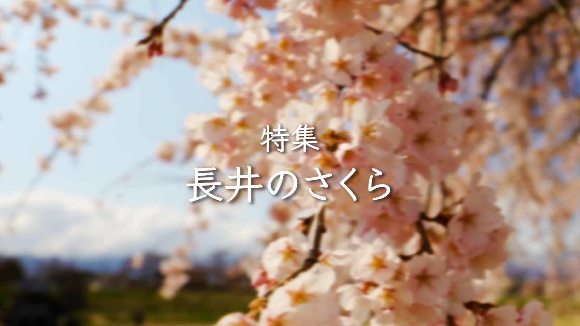 【長井市】特集「長井のさくら」