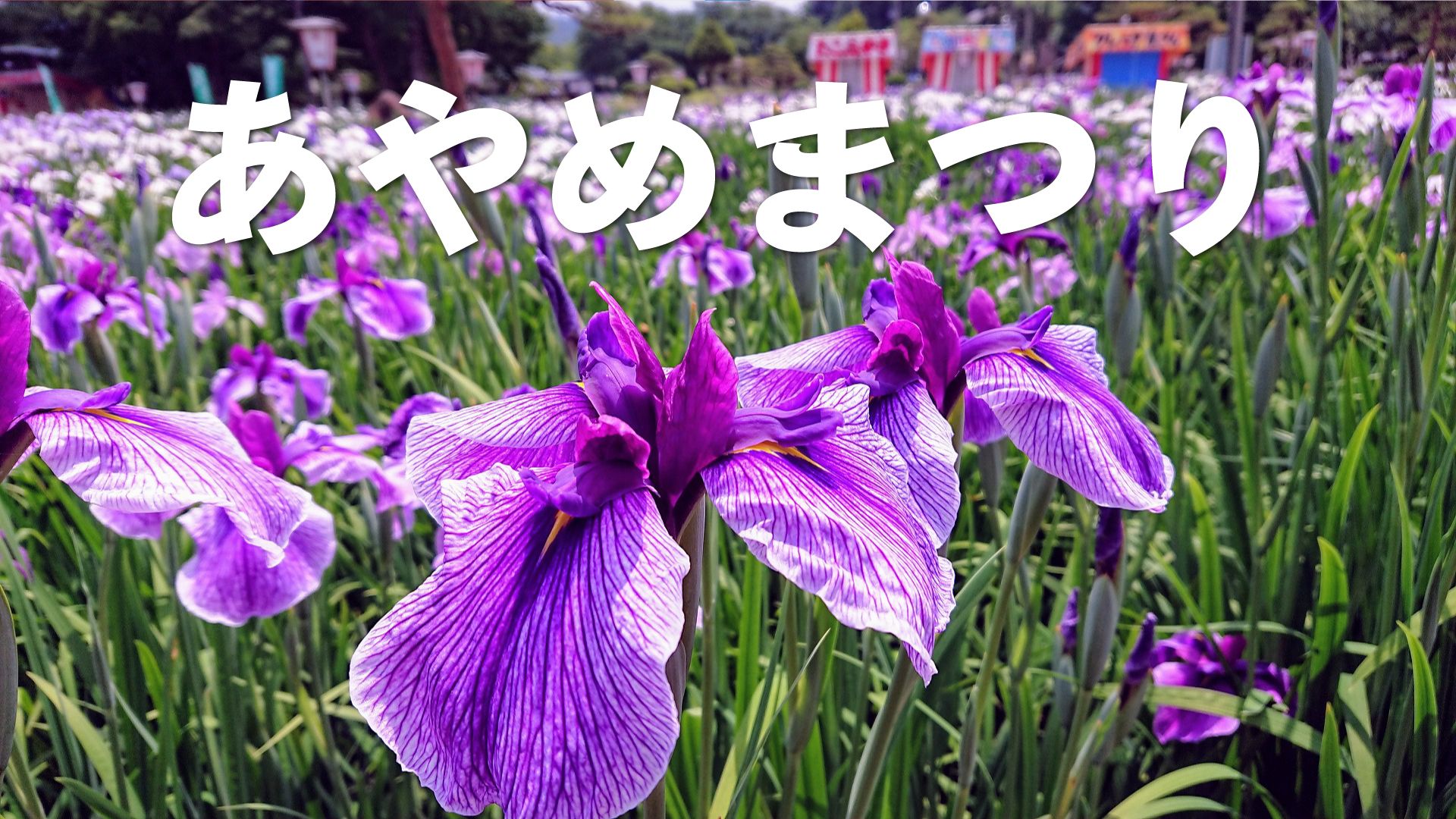 【長井市】特集「あやめまつり」