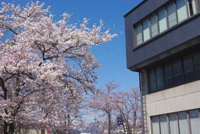 ☆交流センターふらりの桜がいよいよ見ごろです