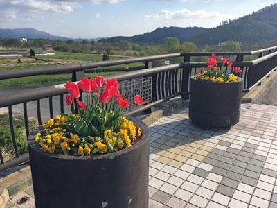 ☆長井橋の花壇は今年もきれいです！