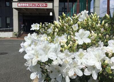 ☆ふらりの白つつじも開花しました
